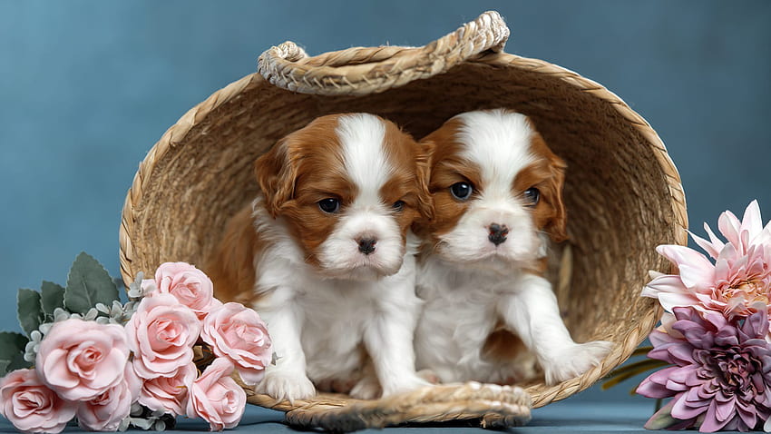 Two King Charles Spaniel Dogs Are Sitting Inside Bamboo Basket Dog HD wallpaper