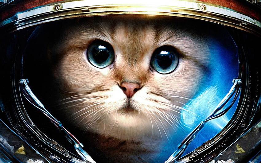Grumpy Cat Space Background for (Page 1), Nope Grumpy Cat HD wallpaper