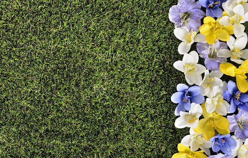 flowers, lawn, spring, grass, weed, flowers, spring, lawn for , section цветы HD wallpaper