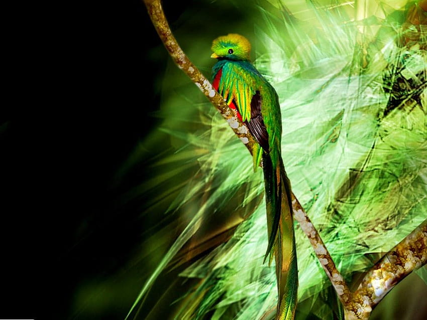 Quetzal HD wallpaper