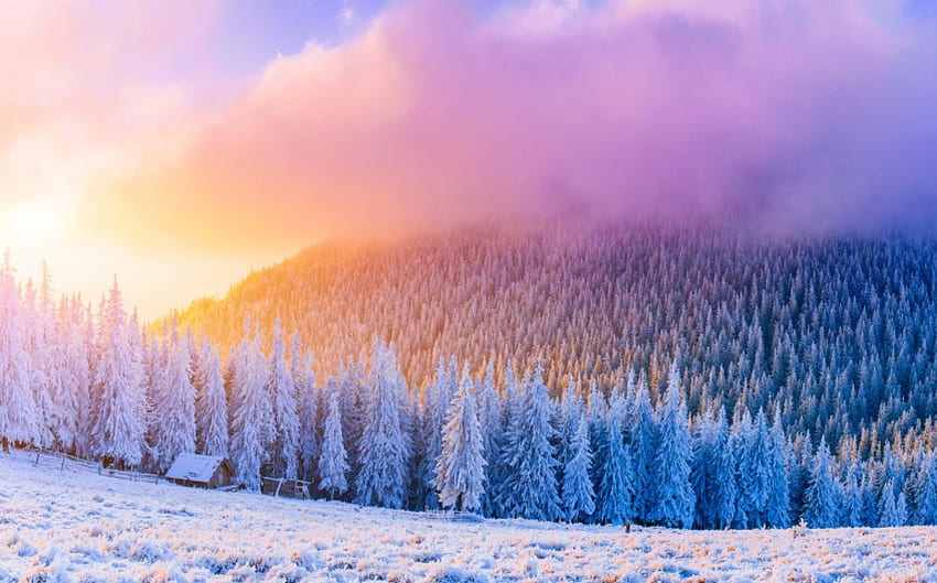 Trees In Frost, inverno, abeto, paisagem, abeto, pinho, neve, sunrice, nuvens, árvores, trilhas, céu, ventoso, floresta, casa papel de parede HD