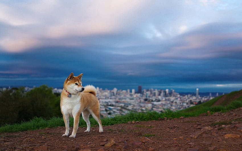 สัตว์ ธรรมชาติ สุนัข ระดับความสูง Akita Inu วอลล์เปเปอร์ HD