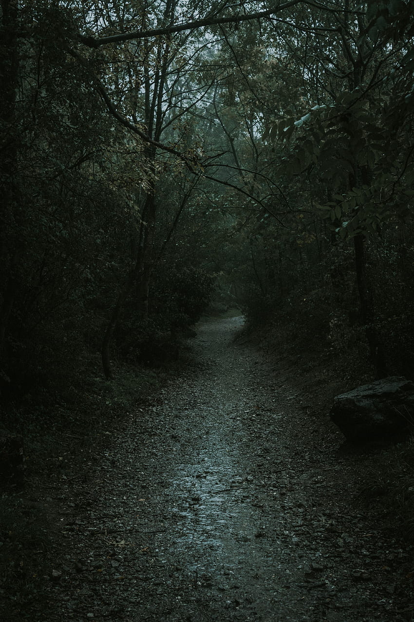 Nature, Dark, Forest, Path, Gloomy HD phone wallpaper