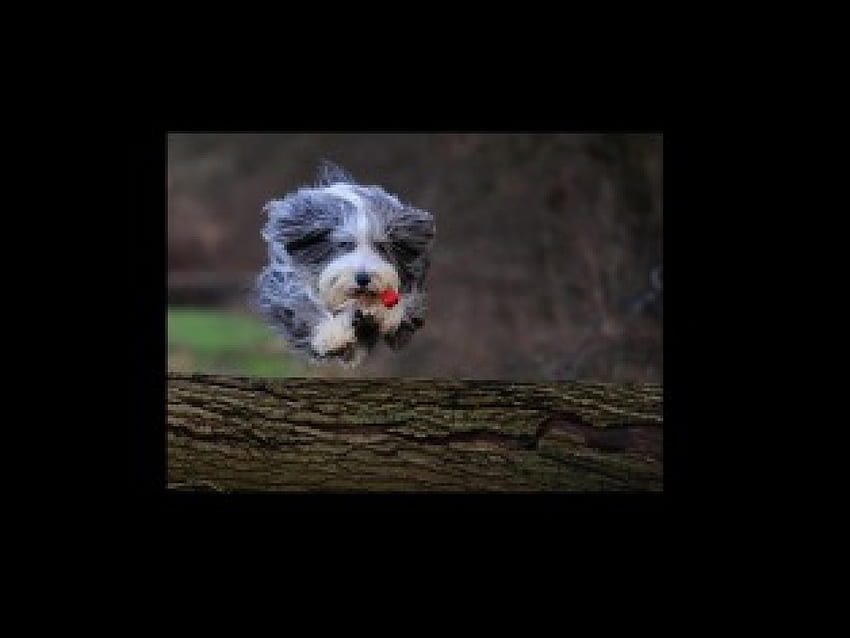 köpek!, sevimli küçük köpek, şirin, kırmızı kemik HD duvar kağıdı
