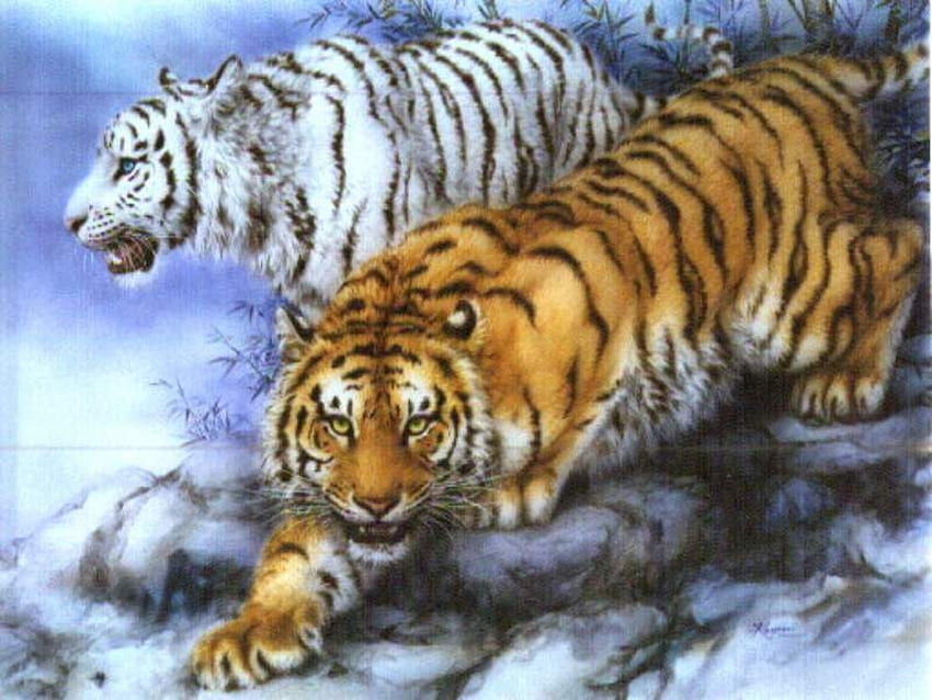 животни, тигри HD тапет