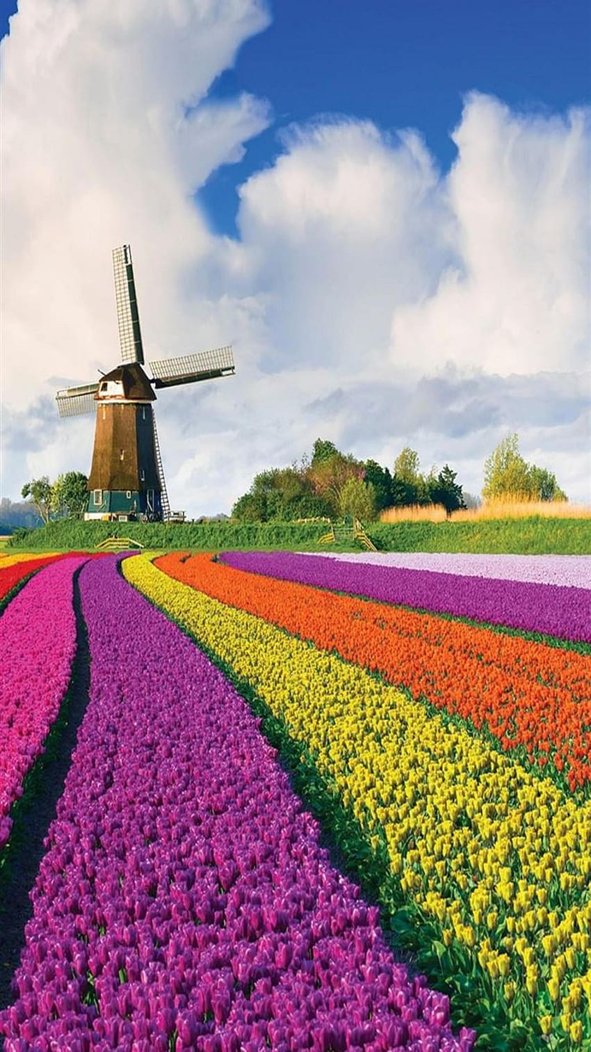 オランダのチューリップ畑 iPhone 8 HD電話の壁紙