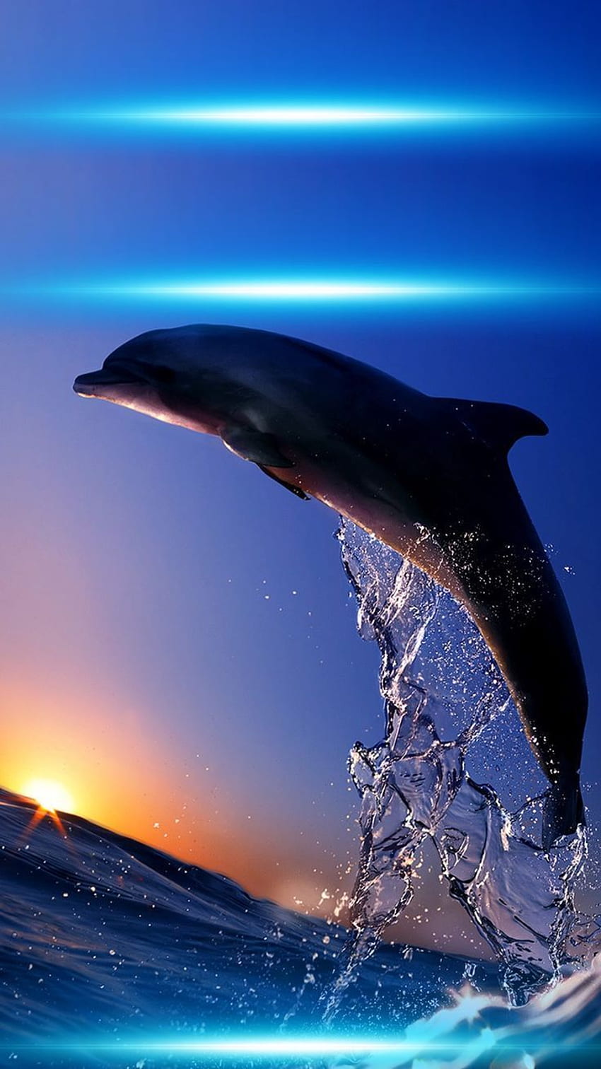 Dolphin iphone 876s6 for parallax wallpapers hd desktop backgrounds  938x1668 images and pictures