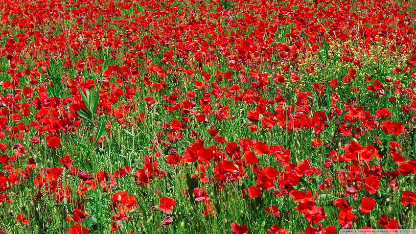 poppy field wallpoper red poppy field [] for your , Mobile & Tablet. Explore Poppies. Poppy Flower , Blazing Poppies , Red Poppies HD wallpaper
