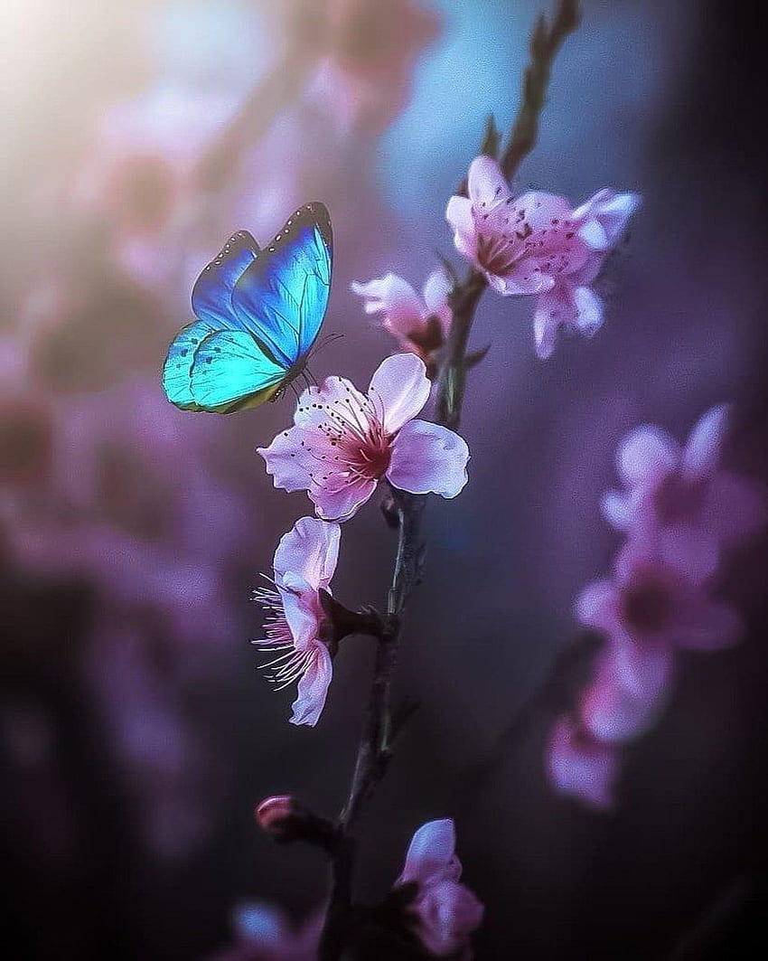 TwitterでAʀᴀ❥。 蝶 , 蝶 , 美しい自然, エキゾチックな蝶 HD電話の壁紙
