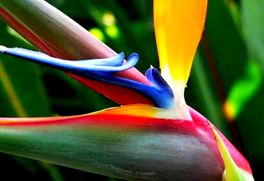 Strelitzia, Bird Of Paradise, Flowers . Best background, Heliconia HD wallpaper