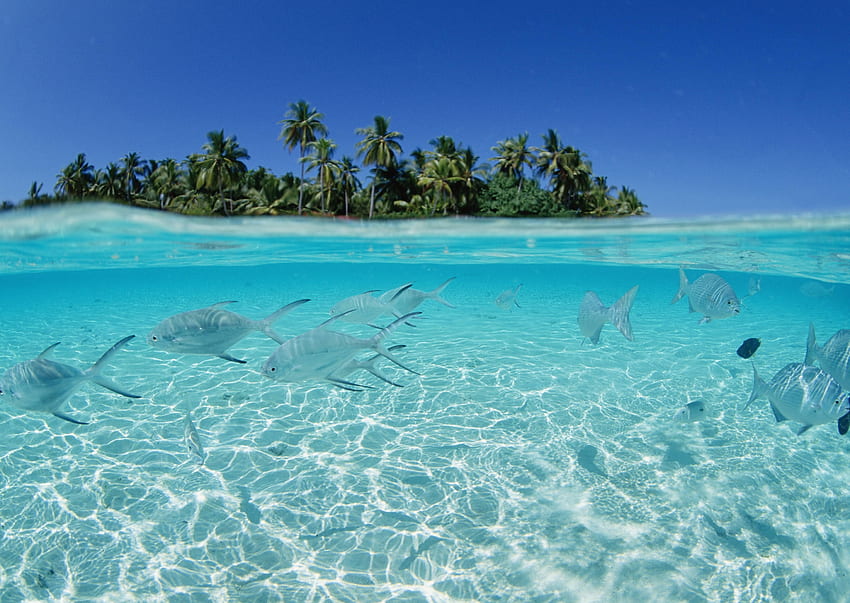 Nature, Sea, Palms, Fishes, Flock, Island, Shallow Water, Shoal HD wallpaper
