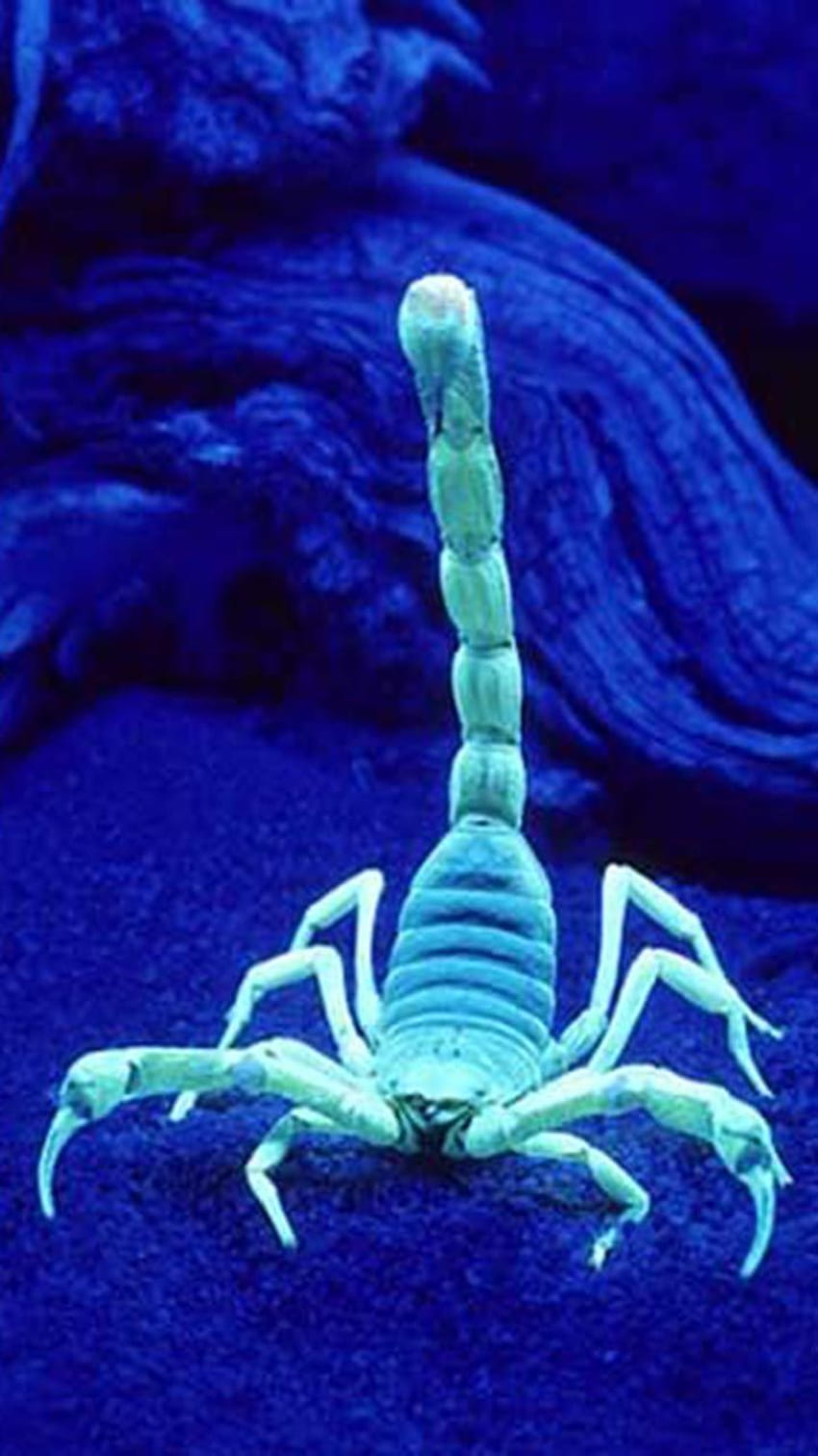 Pomysły Skorpiona. skorpion, skorpion, niebieski skorpion Tapeta na telefon HD