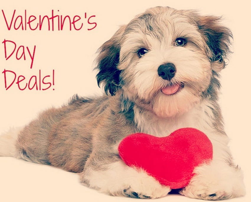 Szczęśliwych walentynek!, pies, zwierzę, słowa, ładny, walentynki, różowy, dzień, czerwony, szczęśliwy, serce Tapeta HD
