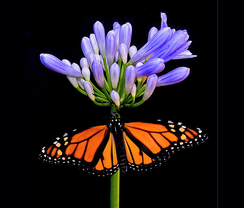 extiende tus alas, moradas, alas, monarca, negras, mariposas, flores, naranjas fondo de pantalla