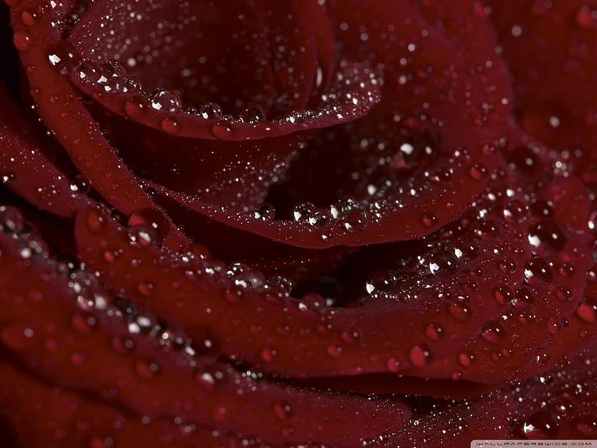 Burgundy Rose ❤ for Ultra TV • Tablet HD wallpaper