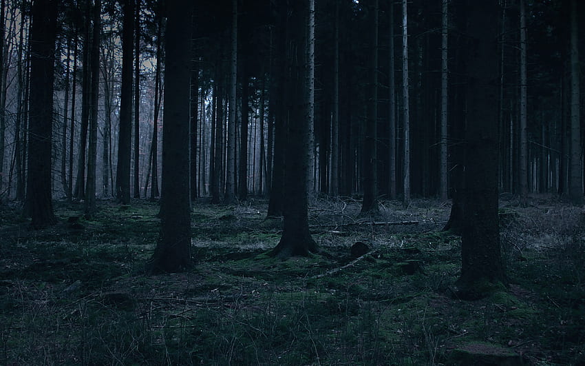 Wald dunkle Nachtbäume Natur, dunkler regnerischer Wald HD-Hintergrundbild