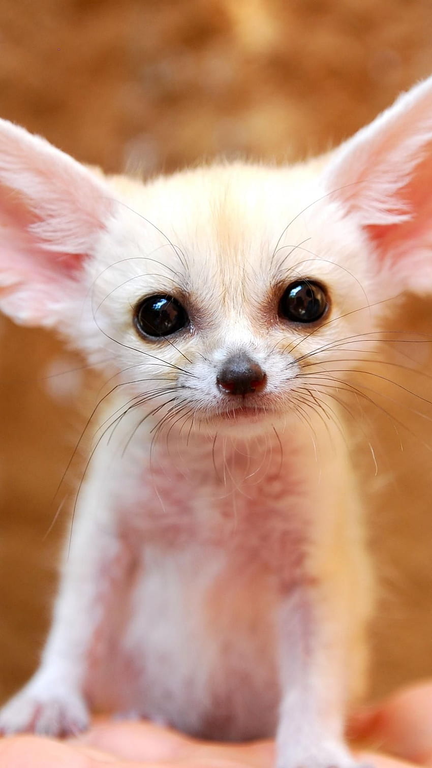 成長したフェネック フォックス - . かわいい動物, 動物, かわいい赤ちゃんの子犬, 砂漠のキツネ HD電話の壁紙