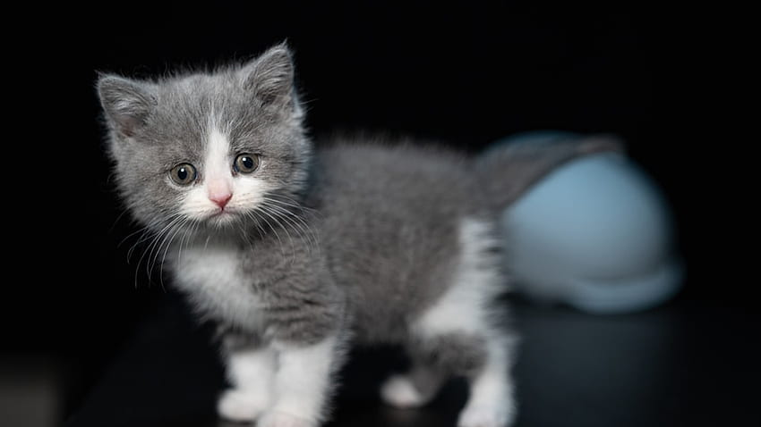 Le chaton chat blanc gris clair est debout sur un fond sombre avec un regard fixe Fond d'écran HD