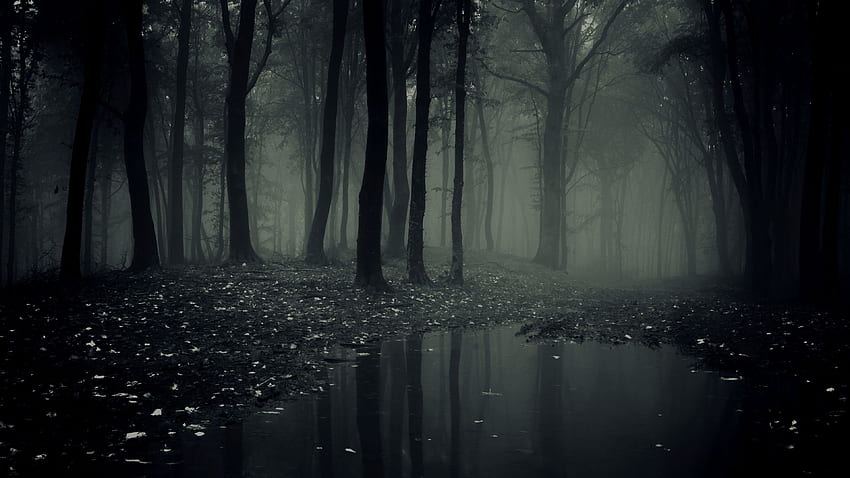 Spooky Forest, Horror Forest HD wallpaper