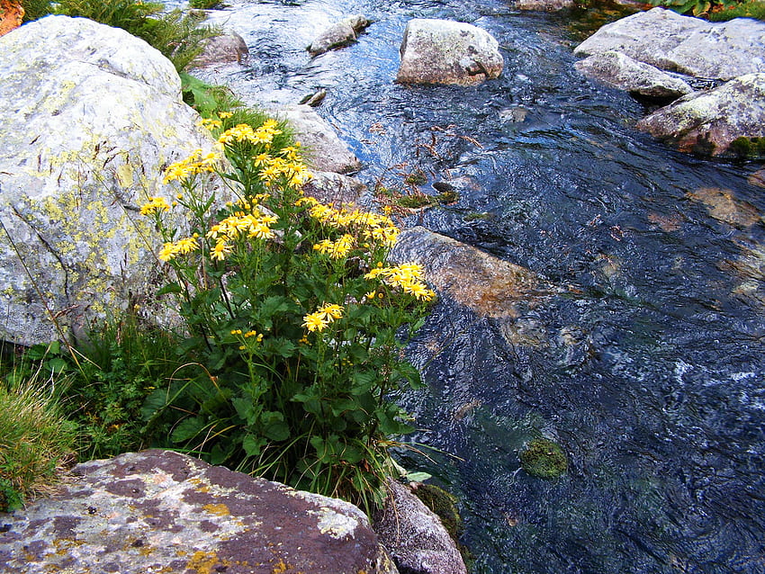 계류, 꽃, 맑음, 물, 바위, 아름다움, 시냇물 HD 월페이퍼