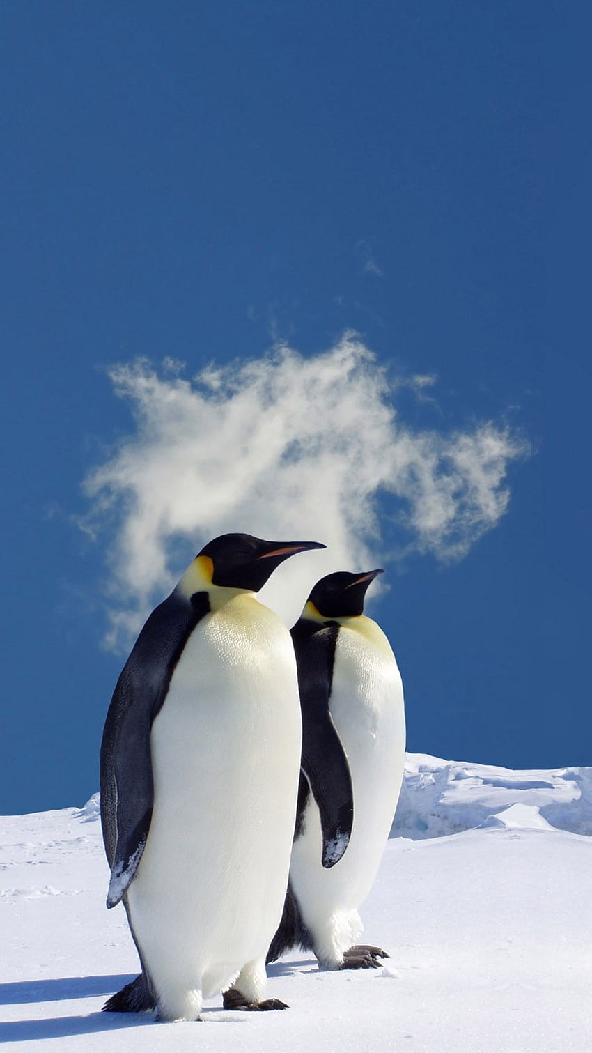 iPhone . Winter !. Penguins, Animals, Places, Cute Penguin Winter Animal HD phone wallpaper