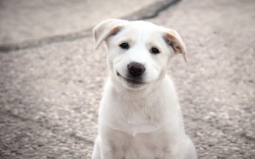 Smiley, dog, puppy, white, smile, cute, funny HD wallpaper