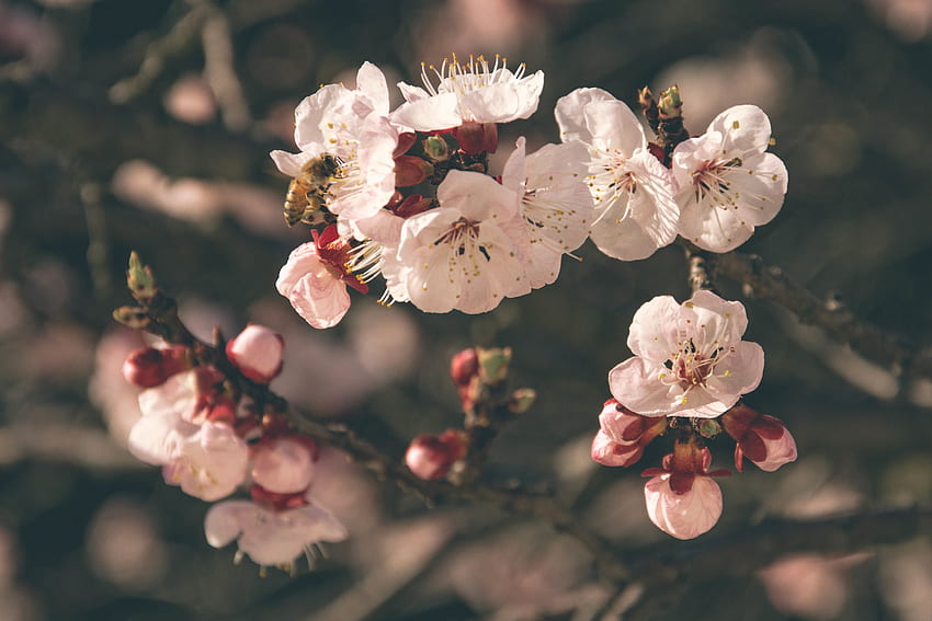 Цветя, макро, цъфтеж, цъфтеж, пчела, пролет, опрашване HD тапет