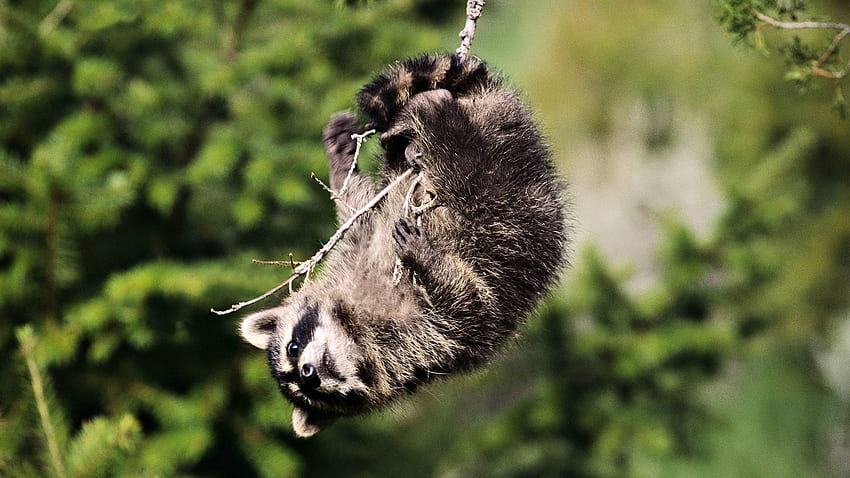Animals, Branches, Playful, Raccoon HD wallpaper