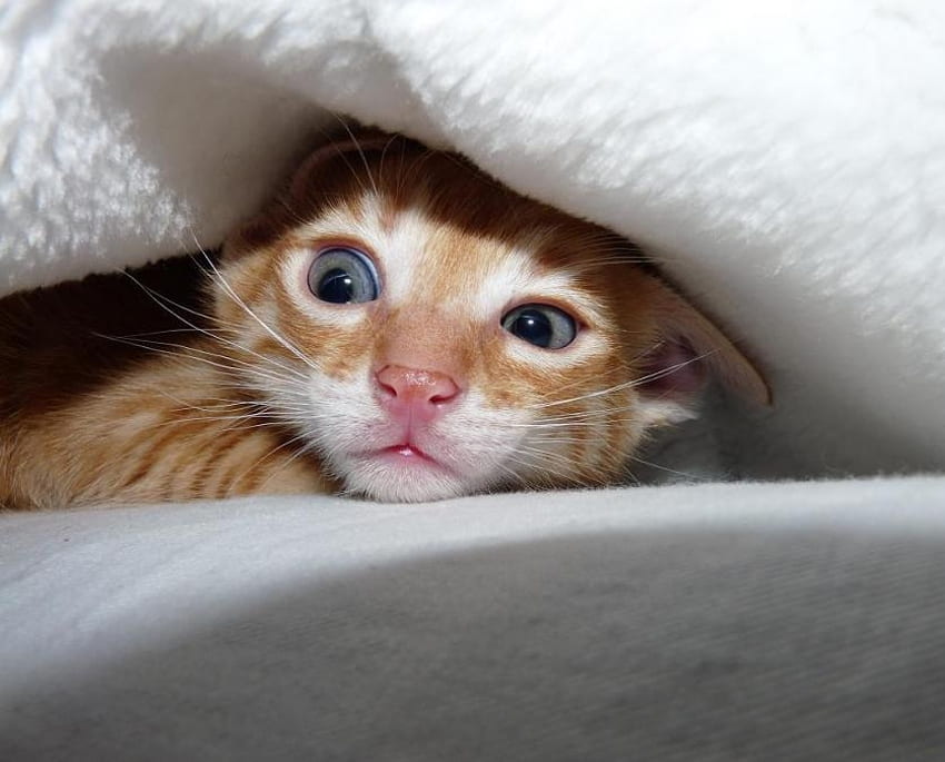 Ada hantu di luar sana?, anak kucing, halloween, ketakutan, selimut, hantu Wallpaper HD