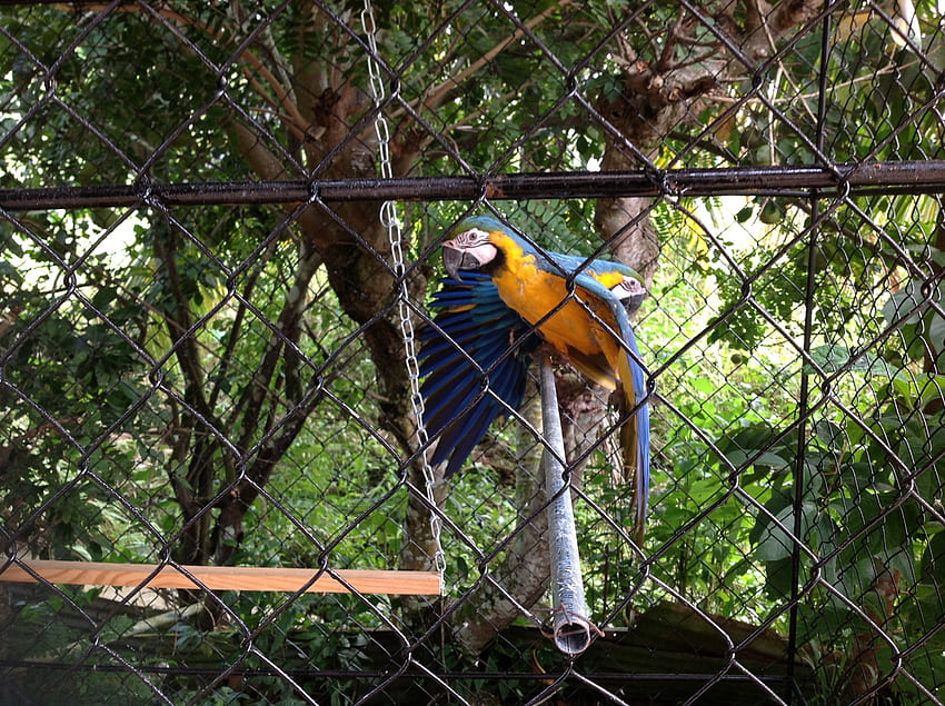 my backyard beauties, macaws, amazing, birds, lovely HD wallpaper
