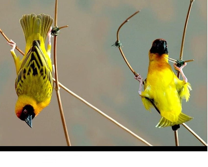 Acrobatas, asas, pássaros, penas, amarelo, pequeno papel de parede HD