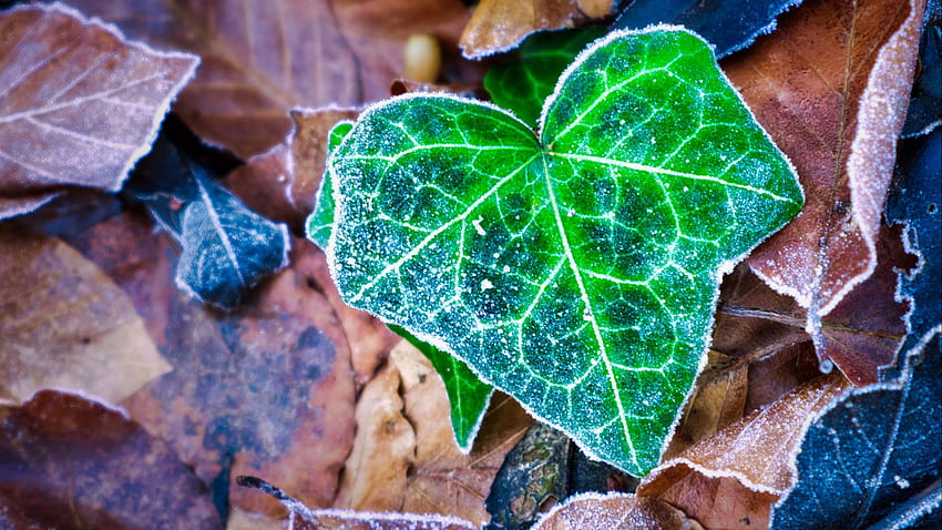 Frozen Dry Brown Green Leaves Macro Macro HD wallpaper