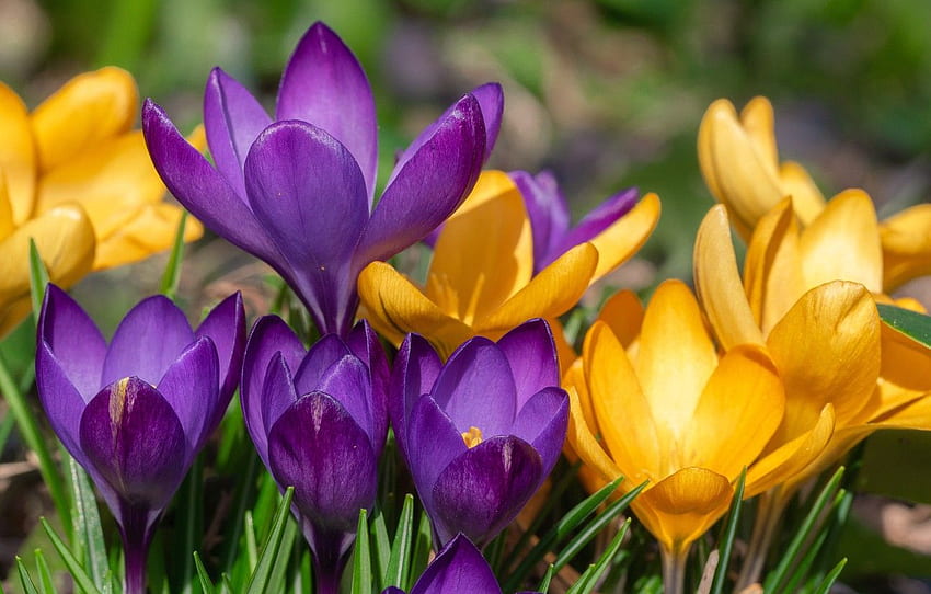 alam, Musim Semi, Bunga, Krokus untuk , bagian цветы Wallpaper HD