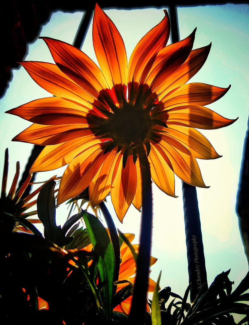 Sunflower, Orange, Sky Hd Phone Wallpaper 