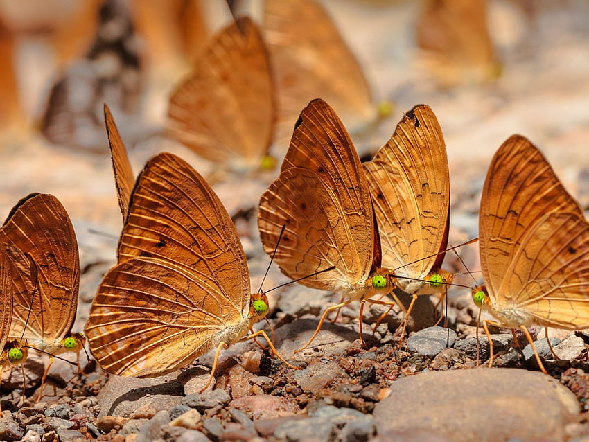 Insecti Golden Butterfly Kangkang Thailand National Park For Mobile Phones And Computer HD wallpaper
