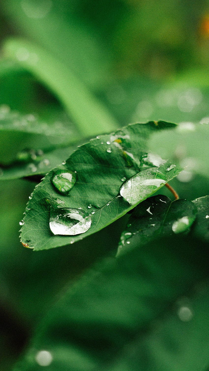 ใบไม้ ฝน สีเขียว ธรรมชาติ ป่า Android - Android วอลล์เปเปอร์โทรศัพท์ HD