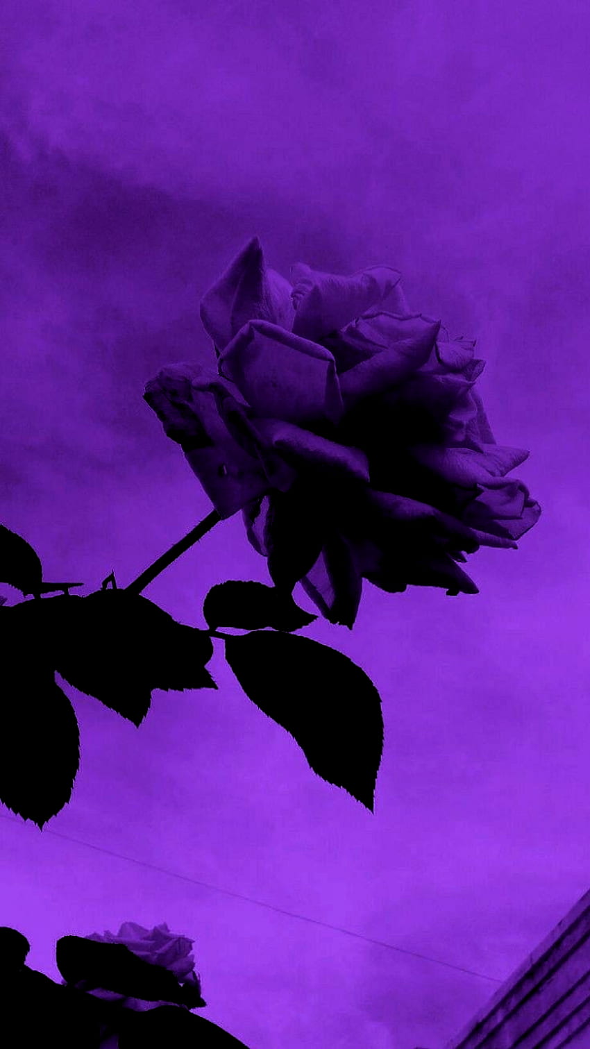 Ț Purple Rose Aesthetic HD phone wallpaper | Pxfuel