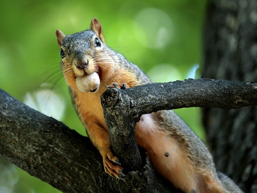Animals, Squirrel, Branches, Climb, Nut, To Mine, Obtain HD wallpaper