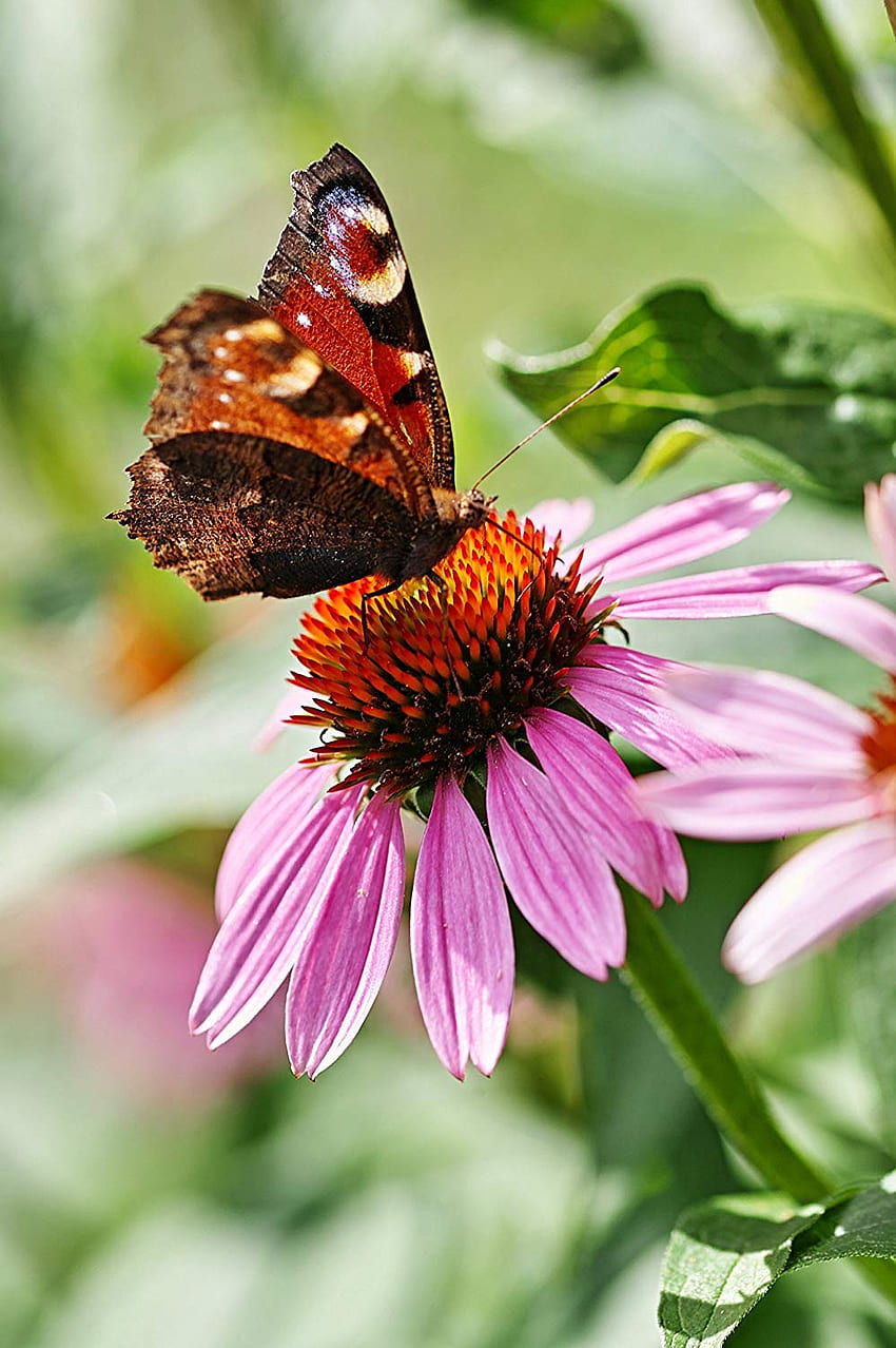 Cheap Butterfly Flower , find Butterfly Flower, Pastel Flowers Butterflies HD phone wallpaper