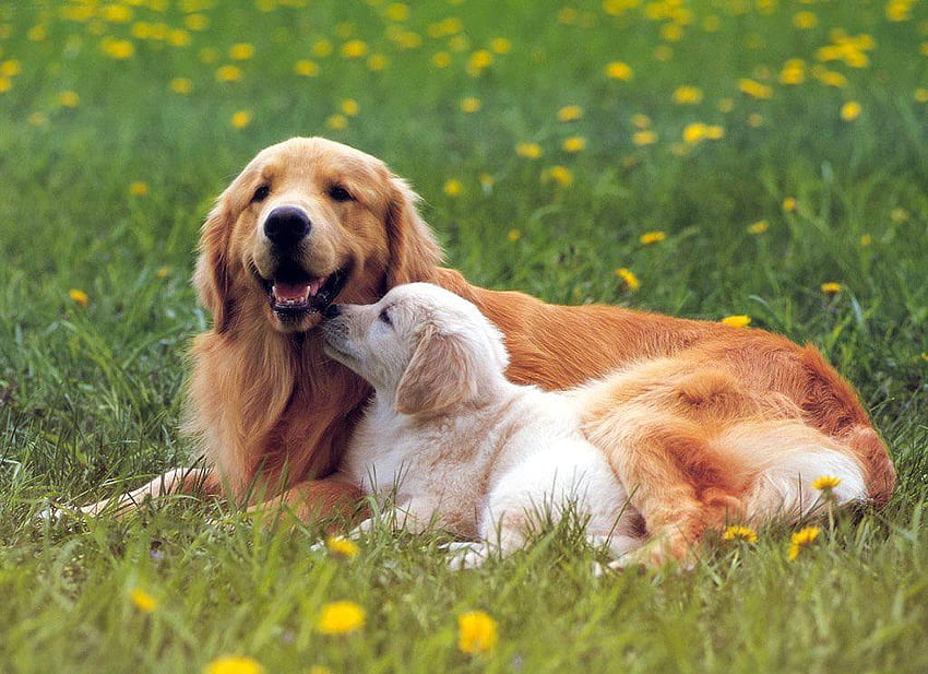 Family moments, moments, , dogs, , grass, puppy, pic, family, animals, field, mother, flowers, wall, graph HD wallpaper