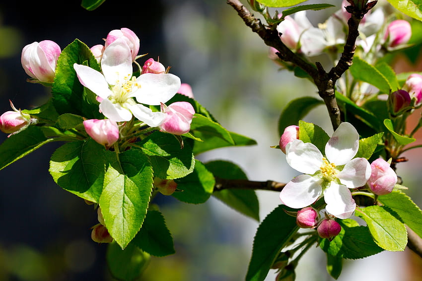 ดอกไม้ กิ่งก้าน ต้นแอปเปิ้ล วอลล์เปเปอร์ HD
