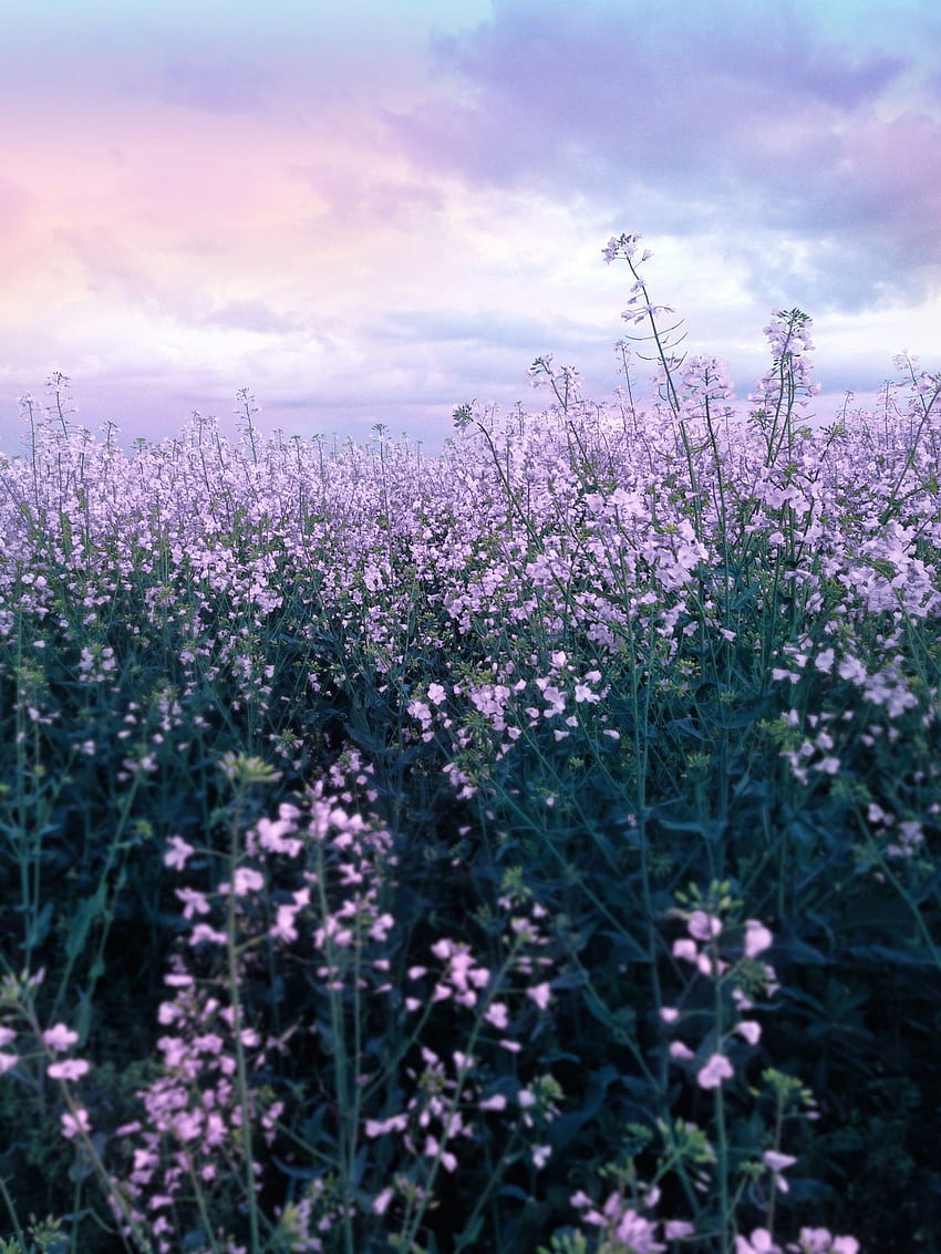 Drxgonfly: “Purple Flower Field (by MusesTouch) ”. Purple flowers , Purple flower  background, Flower landscape, Aesthetic Purple Flower HD phone wallpaper |  Pxfuel