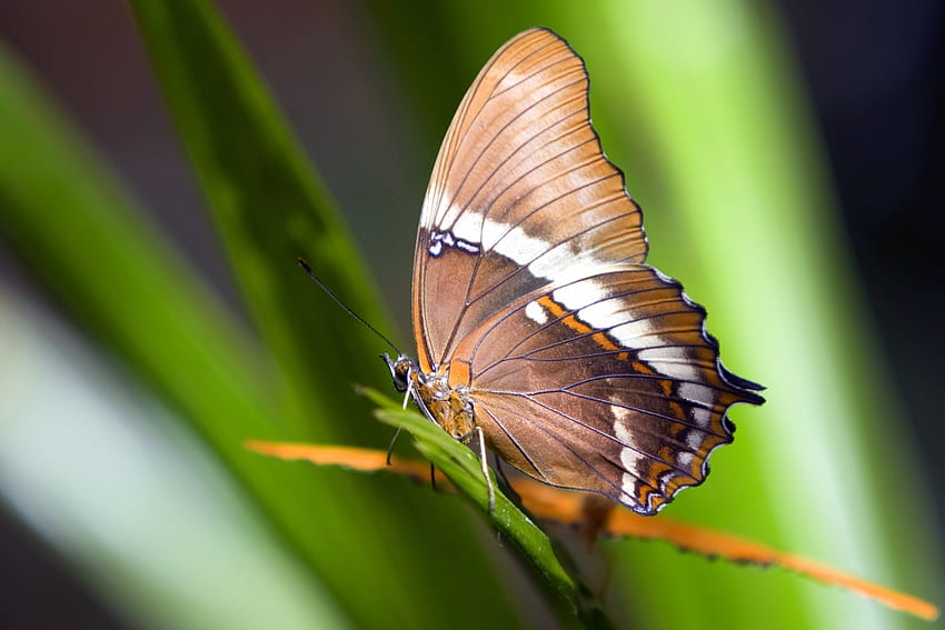Pflanze, Makro, Muster, Schmetterling, Flügel HD-Hintergrundbild