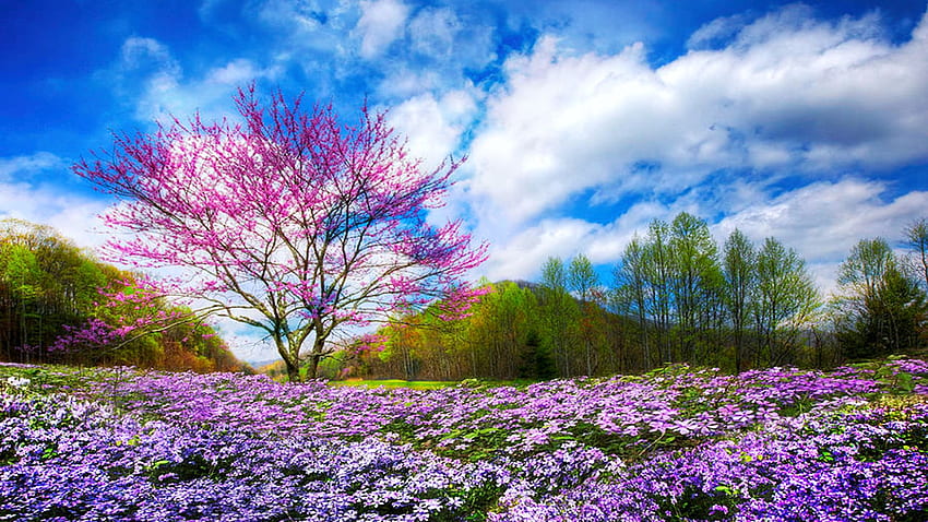 Smoky Mountain Spring, Tennessee, fiori, nuvole, fioritura, paesaggio, cielo, prato, Stati Uniti d'America, albero Sfondo HD