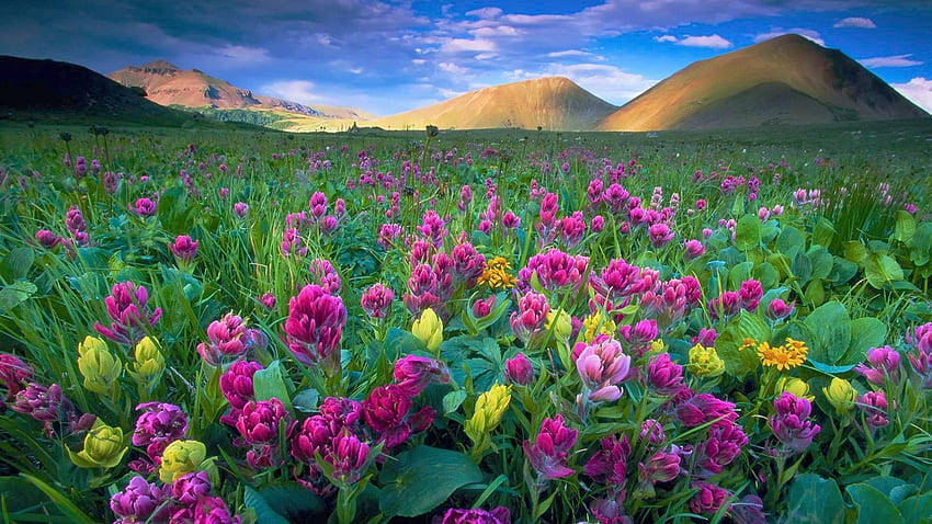 Colorado Spring Wildflowers, hills, field, blossoms, clouds, landscape, colors, sky, usa HD wallpaper