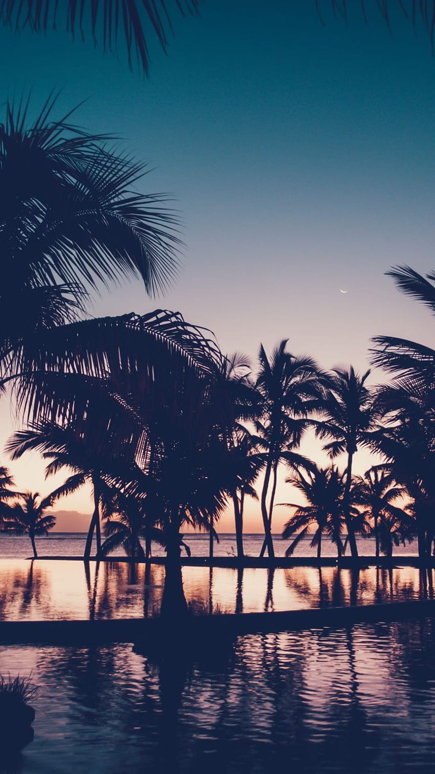 Dawn, dark, sunset, palm tree, resort, reflections . Palm trees , Tree  iphone, Palm tree background, Sunset Palm Aesthetic HD phone wallpaper |  Pxfuel
