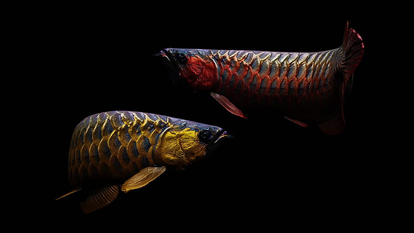 ค้นพบ มากกว่า 94 wallpaper dragon fish 4า สุดเจ๋ง 