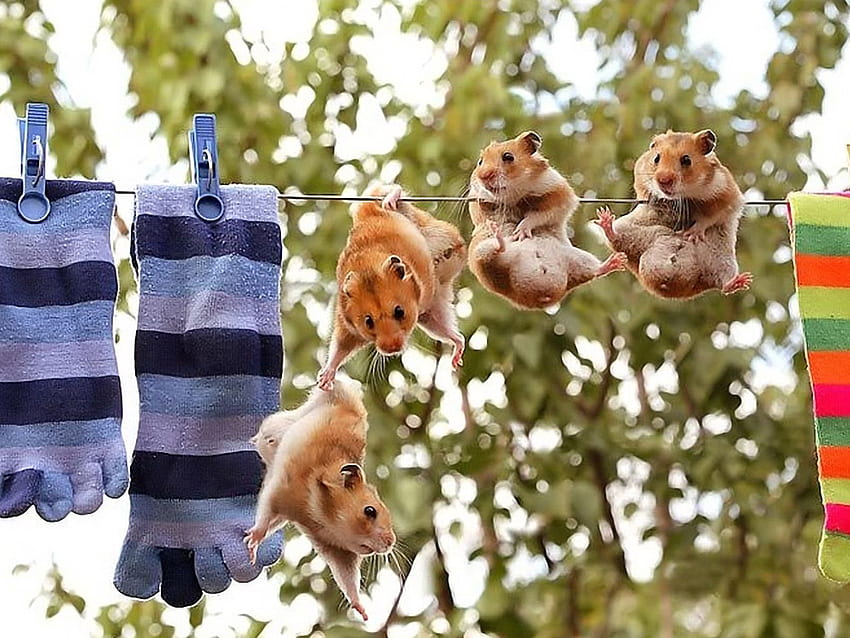 Funny Hamster Hd Wallpaper Pxfuel