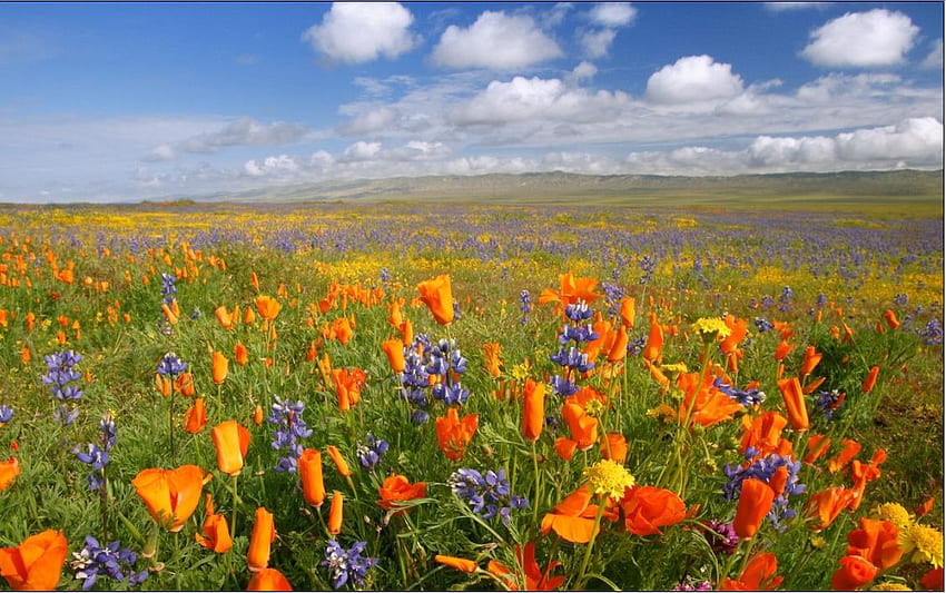 pola z kwiatami, kolorowe, kwiaty, wiosna, pole Tapeta HD