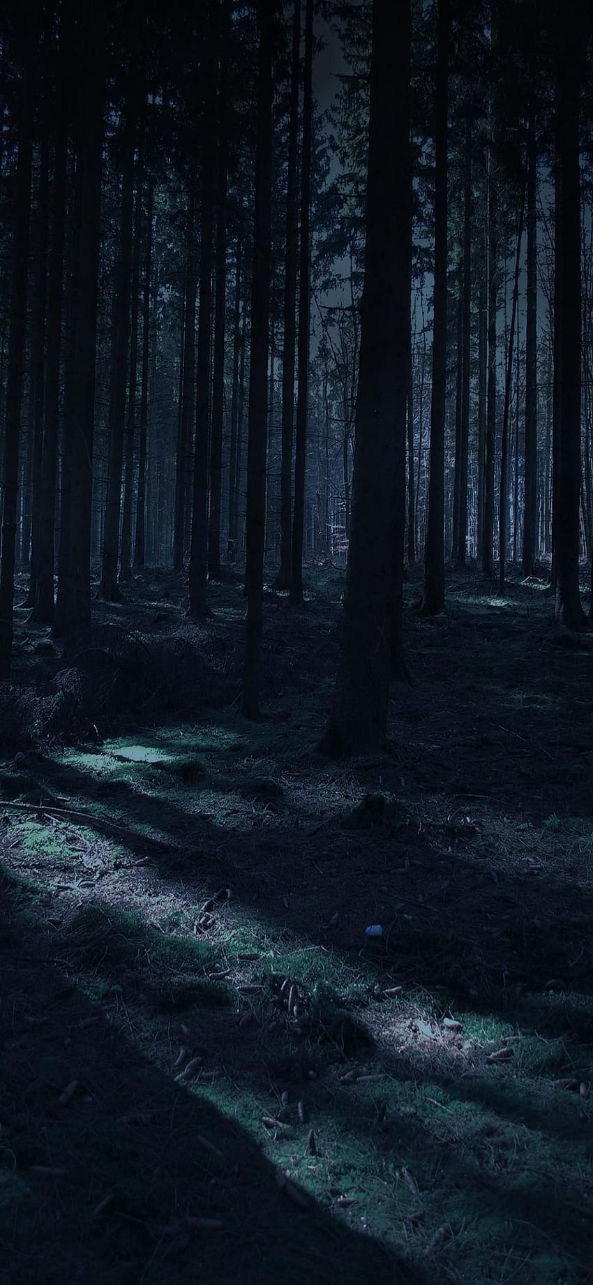 Bosque oscuro. Bosque oscuro, Gráfico de bosque, iPhone de bosque, Bosque de hadas fondo de pantalla del teléfono